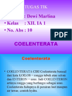 Coelenterata