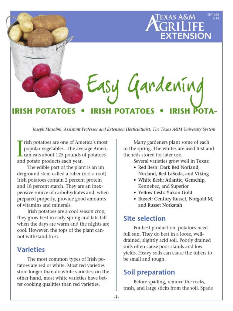Irish Potato Planting Guide | PDF | Potato | Mulch