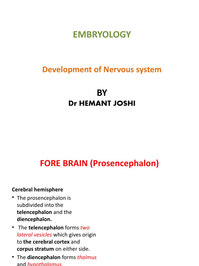 Development of Nervous System | PDF | Cerebral Cortex | Spinal Cord