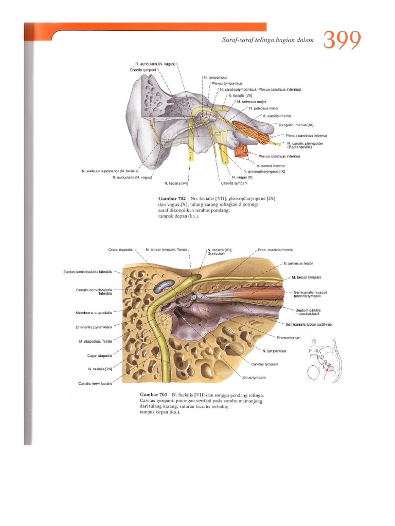 Sobotta Jilid 1 5 Pdf