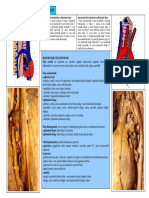 LP13 PLAMANI PARTEA A IIA PLEURA.pdf