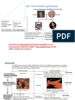 Nature de L'information Génétique