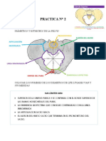 Pelvis - ANATOMIA