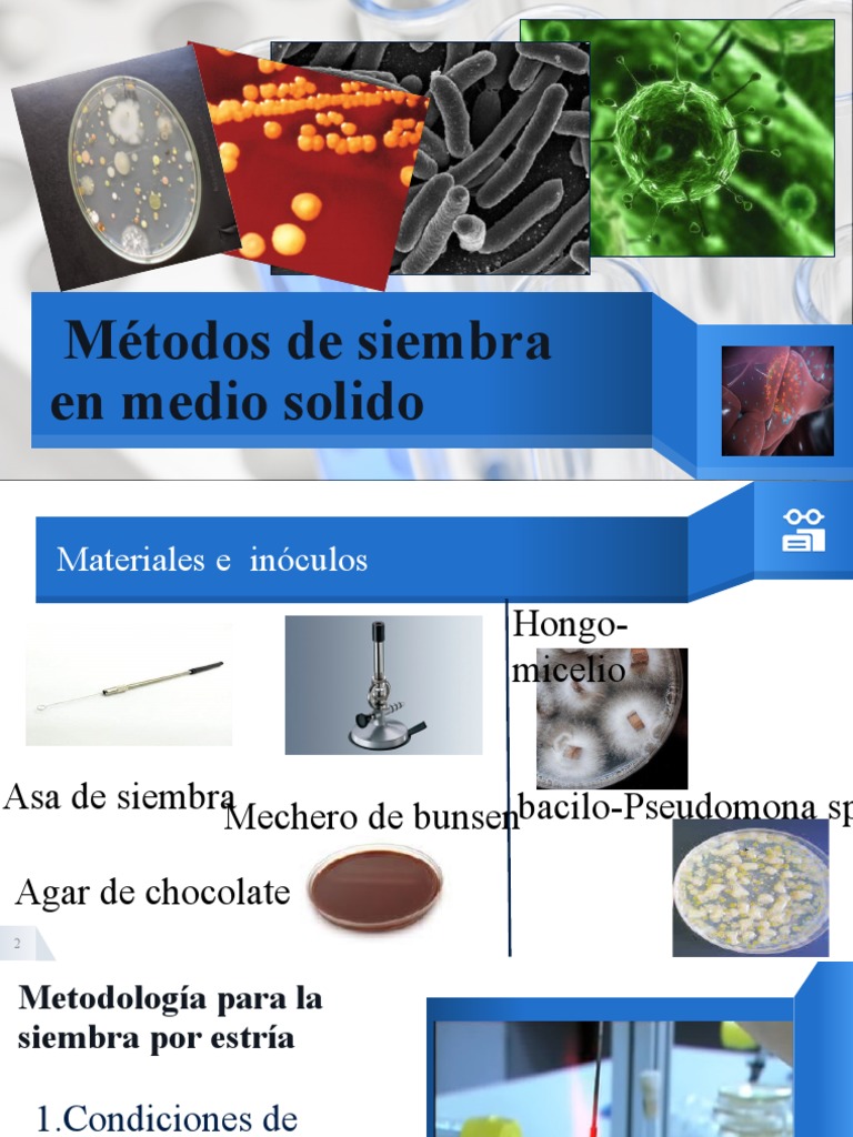 Microbiologia Siembras de Inoculos | PDF