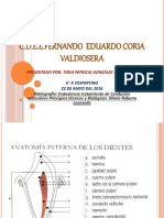 3ra. Presentación Anatomía Interna de Los Dientes