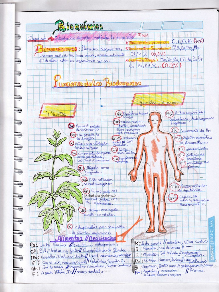 Clase 2 Bio Pre Sec | PDF
