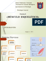 Musculo Esqueletico Eq6