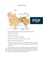 otitis media akut