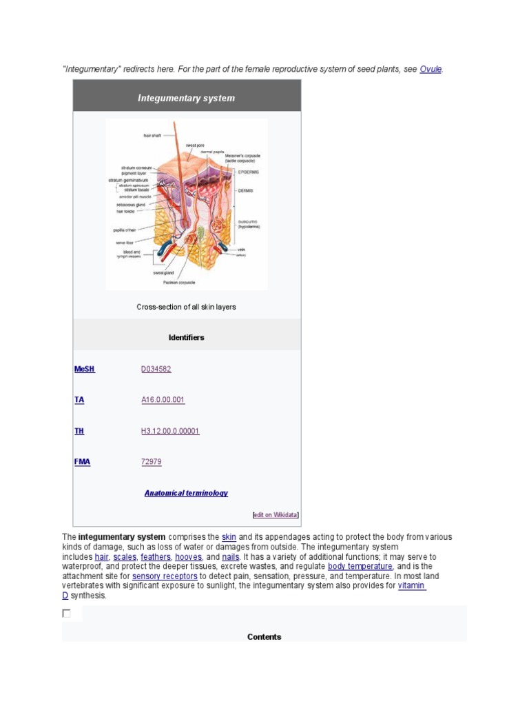 Integumentary System | PDF | Integumentary System | Skin