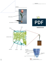 Histología Vegetal Mono y Dicotiledoneas PDF