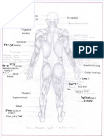 Human Posterior