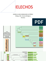 MONILOPHYTES - Helechos - Mayo - 2019