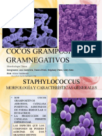 Cocos Grampositivo y Gramnegativo