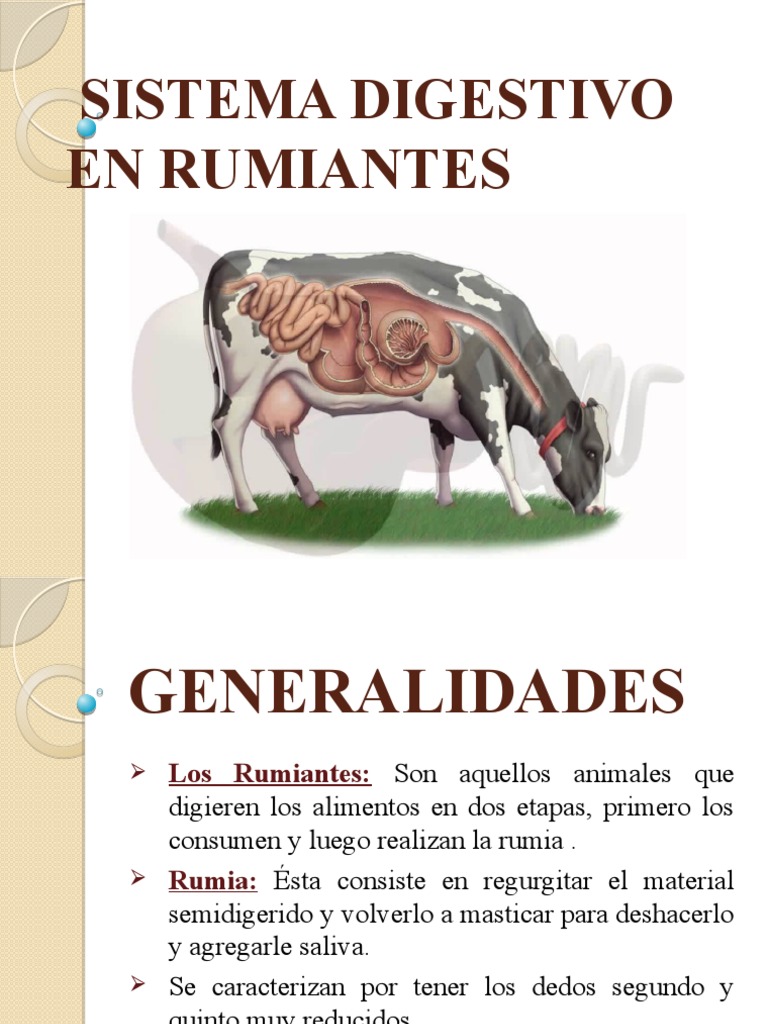 Sistema Digestivo en Rumiantes | PDF