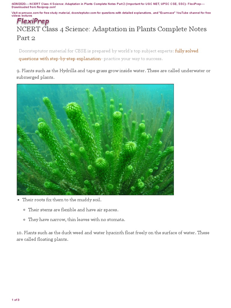 NCERT Class 4 Science Adaptation Plants Part 2 | PDF