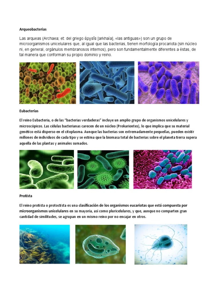 Arqueobacterias | PDF | Hogar, jardinería y bricolaje | Ciencia y  matemáticas