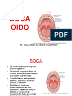 (14) BOCA - OIDO (1).ppt