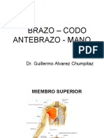 (4) Brazo - Codo - Antebrazo - Mano.ppt