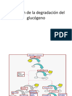 Activación de La Degradación Del Glucógeno