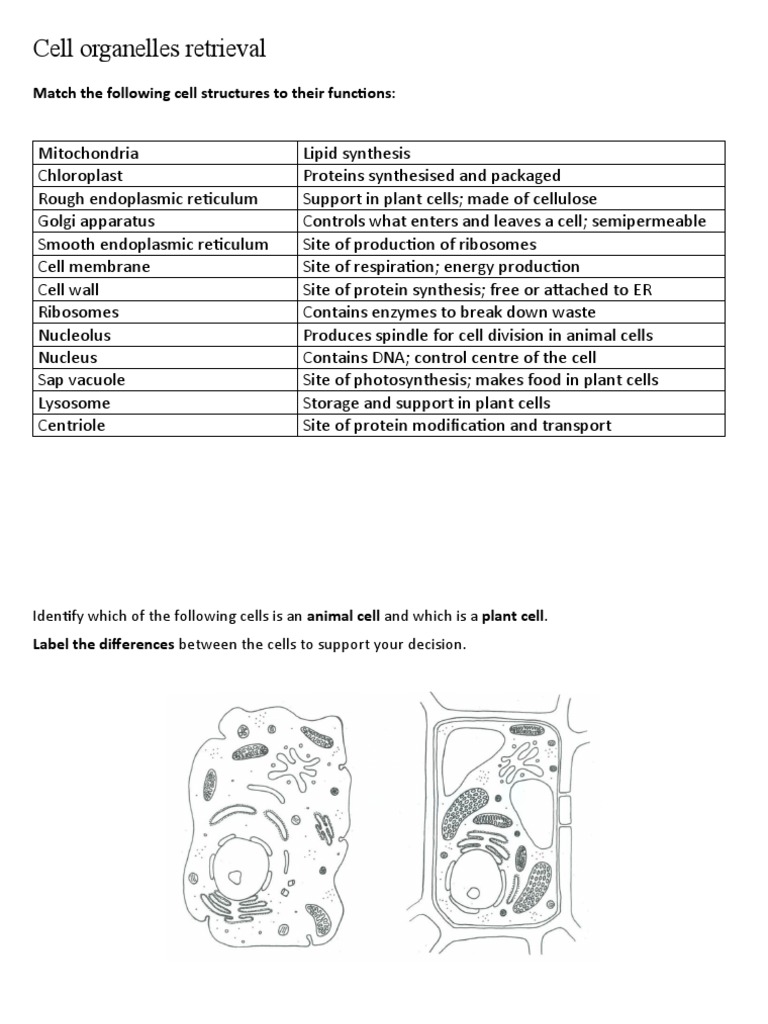 Cell Organelles and Their Functions | PDF | Science & Mathematics
