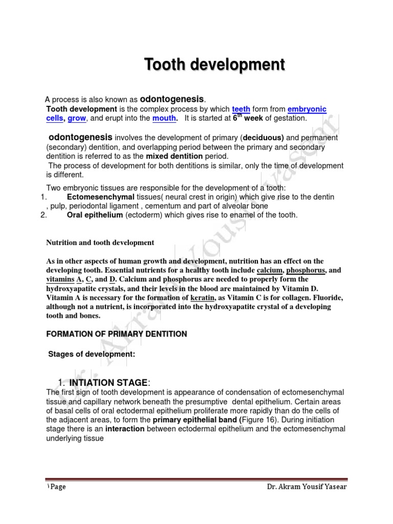 The Development of The Teeth | PDF | Human Tooth | Mouth