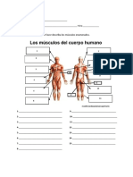 Conocimiento Musculos Cuerpo Humano 2