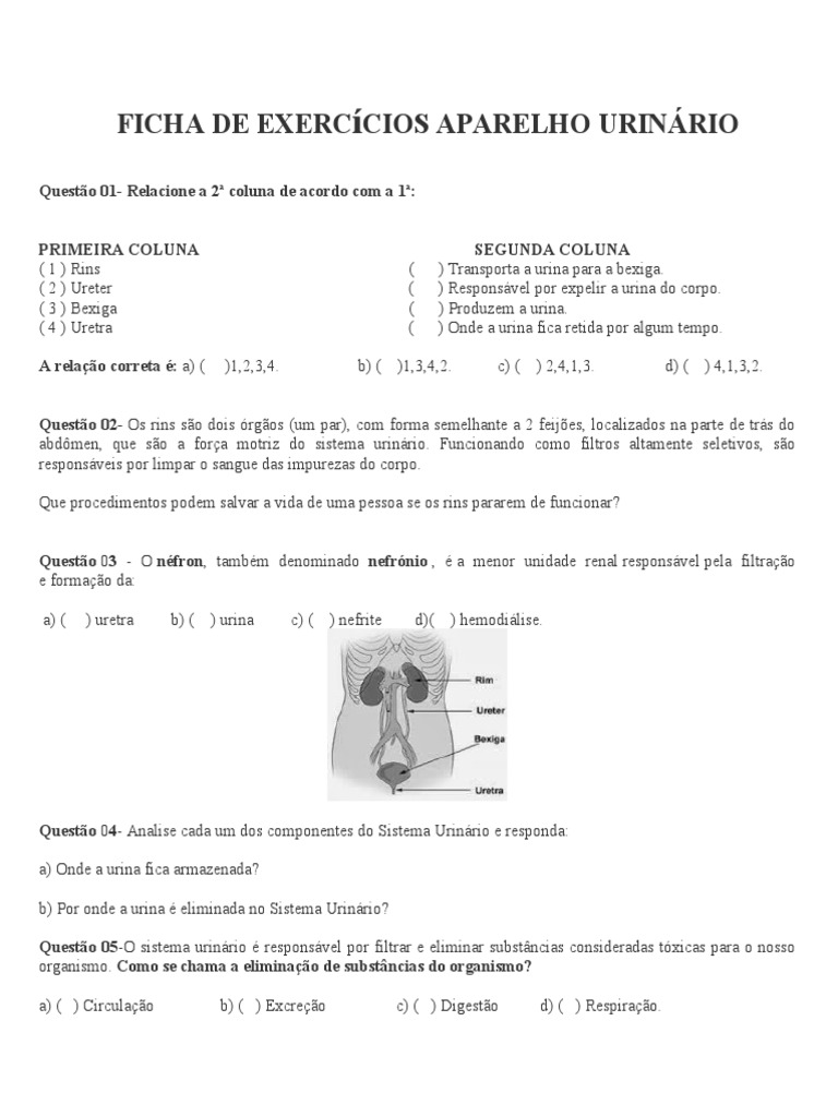 Exercícios sobre o Sistema Urinário | PDF | Sistema urinário | Rim