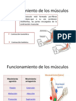 Funcionamiento de Los Músculos