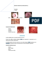 Anantomía Órganos Fonoarticulatorios