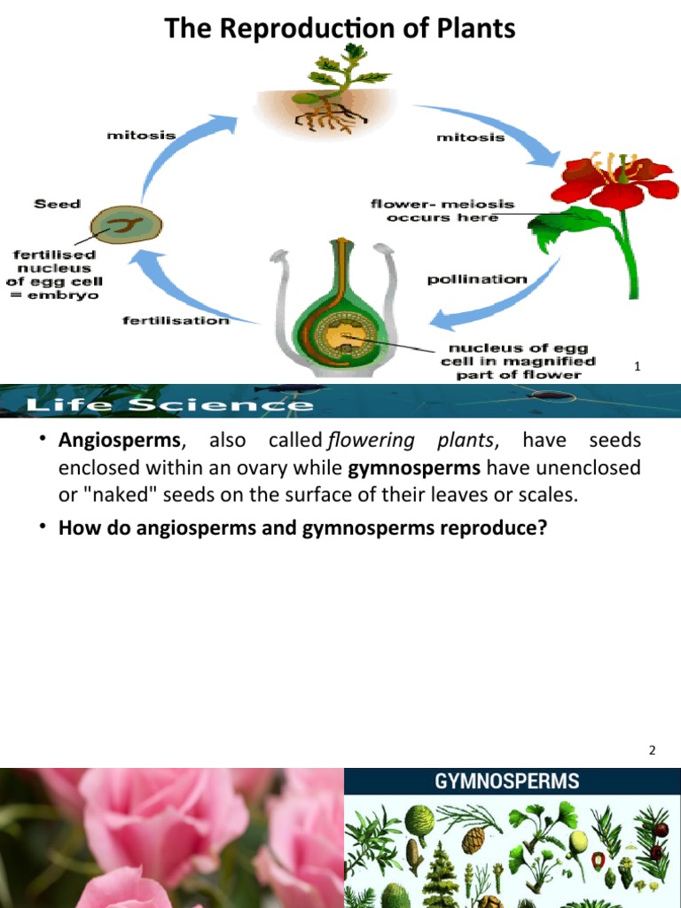 Iii A The Reproduction Of Plants Fertilisation Pollination
