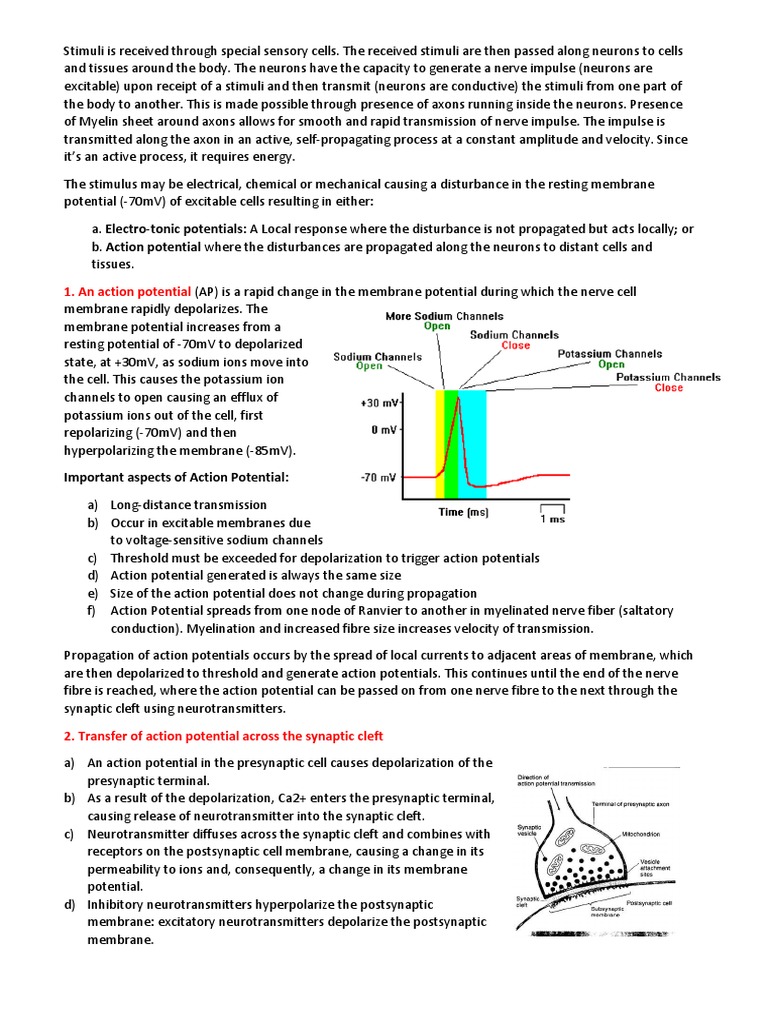 5.transmission of Excitation | PDF | Chemical Synapse | Action Potential