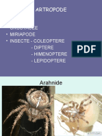 Artropode