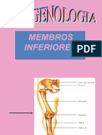 Estudo Joelho