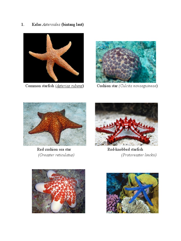 Overview of Asteroidea and Echinoidea | PDF