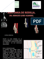 Anatomia de Rodilla