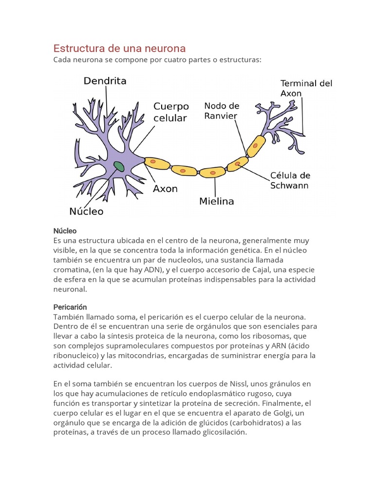 Estructura y función de la neurona | PDF | Neurona | Sinapsis