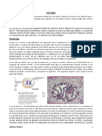 Mitosis-Citocinesis PDF