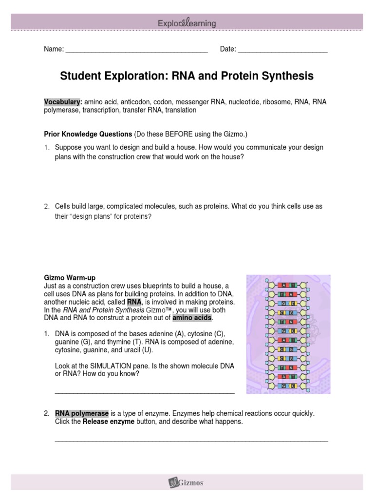 GIZMOS RNA Protein Synthesis Lab PDF Rna Translation (Biology)