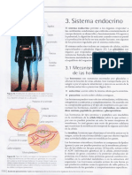 Sistema Endocrino 01