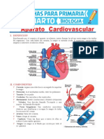 Aparato Cardiovascular para Cuarto de Primaria