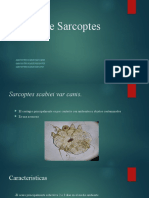 Especie Sarcoptes