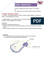 Clase 06-15 Sistema Nervioso