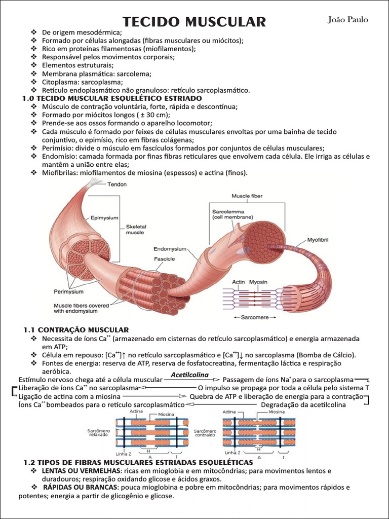 Estrutura e Função do Tecido Muscular | PDF