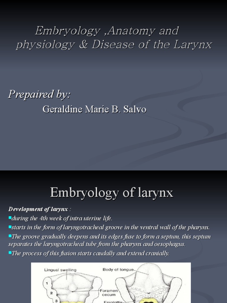 Larynx Report Dine Larynx Common Carotid Artery