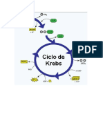 Ciclo de Krebs