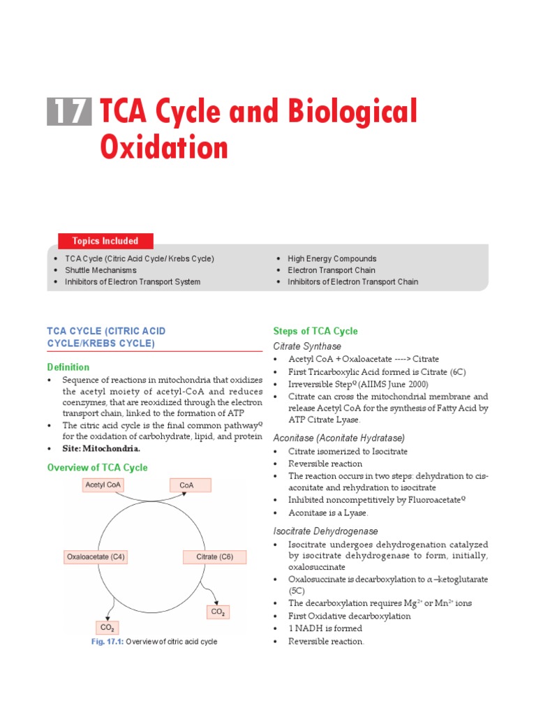 TCA Cycle and Energy Production Overview | PDF | Citric Acid Cycle ...