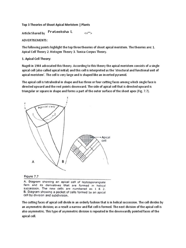 Theories of Shoot Apical Meristem | PDF | Plant Morphology | Organisms