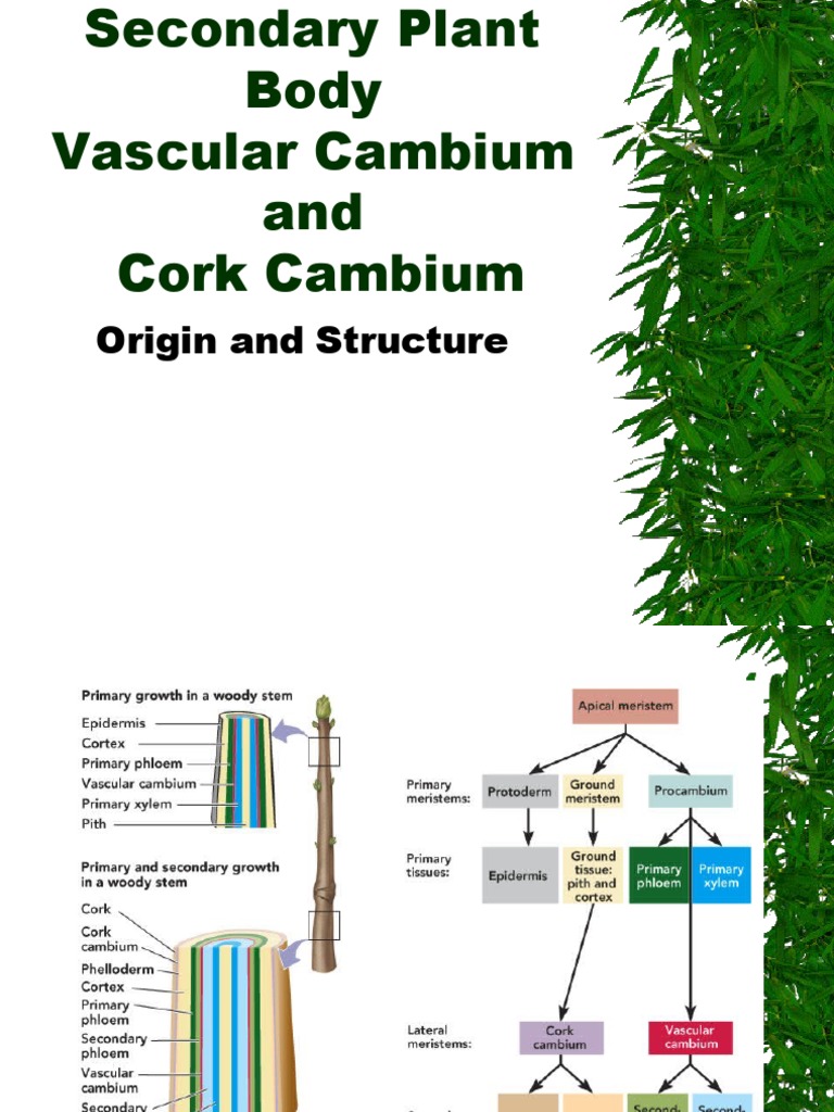 Vascular Cambium PDF Plant Stem Plant Physiology