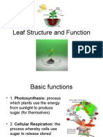 Leaf Structure and Function