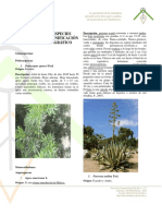 Especies Herbaceas, Leñosas y Maderables PDF